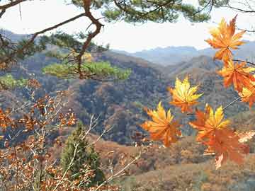 新澳門最準(zhǔn)最快免費(fèi)——探索澳門的最新動(dòng)態(tài)與獨(dú)特魅力，澳門最新動(dòng)態(tài)揭秘，魅力獨(dú)特，免費(fèi)獲取最準(zhǔn)最快信息指南