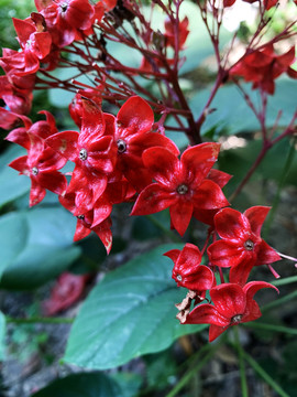 狀元紅網(wǎng)，揭秘4987精準(zhǔn)資料的秘密，狀元紅網(wǎng)揭秘，精準(zhǔn)資料4987背后的秘密