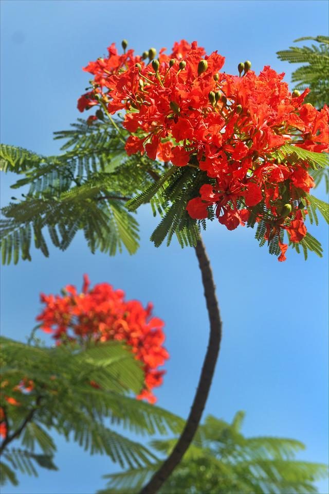 狀元紅，揭秘4987最準最快的秘密武器，狀元紅，揭秘最準最快的秘密武器 4987
