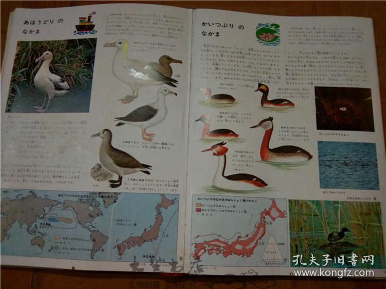今日正版跑狗圖分享，探索7777788888跑狗圖的魅力，今日正版跑狗圖分享，探索魅力十足的777778跑狗圖