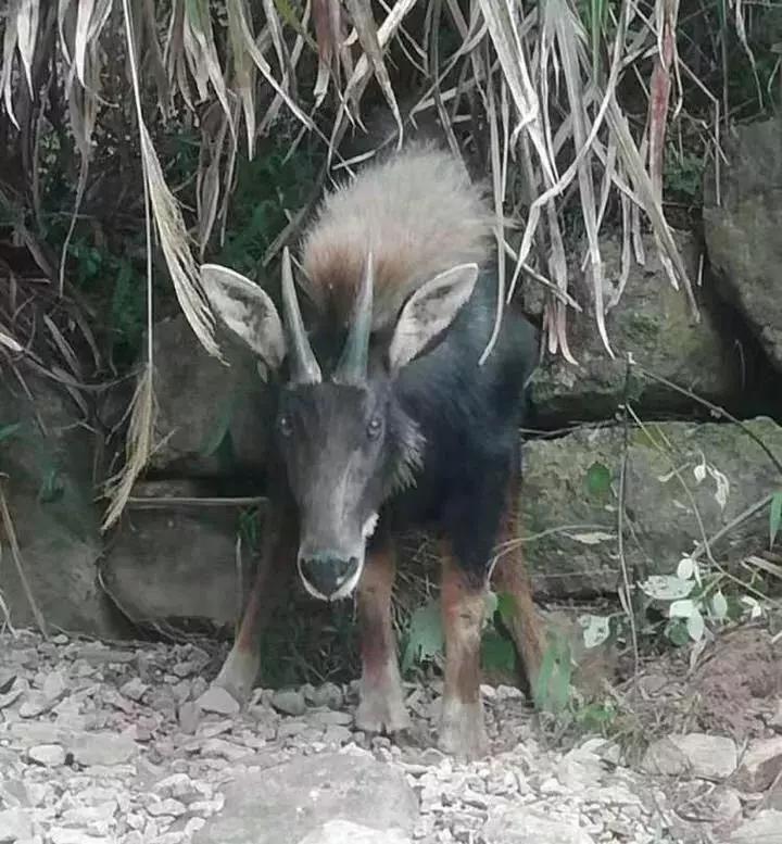 揭秘四不像一肖圖王中王身份之謎——探尋背后的神秘人物，揭秘四不像一肖圖王中王背后的神秘人物身份之謎