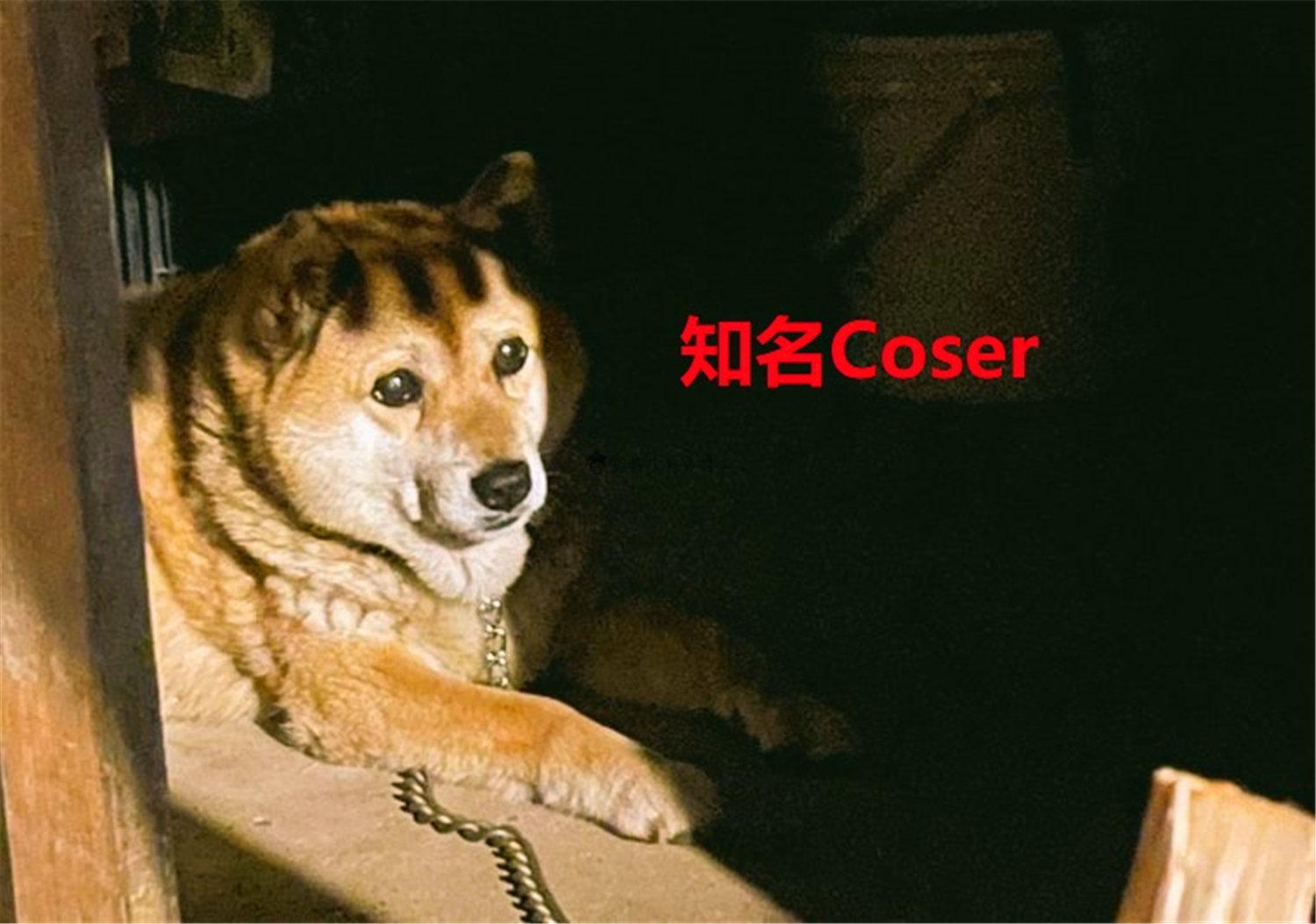 豬狗同行王中王，猜一肖，深度解析與SEO優(yōu)化，豬狗同行王中王猜謎解析與SEO優(yōu)化技巧，深度解析揭秘生肖之謎