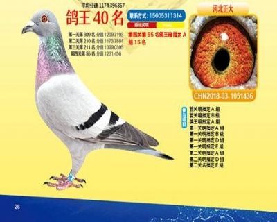 王中王四馬一肖，探尋背后的故事與奧秘，王中王四馬一肖，背后的故事與奧秘探尋