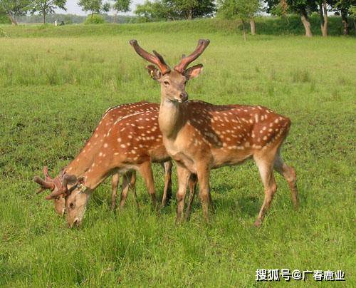 最新版本的6566cc澳彩資料大全介紹與特色功能解析，最新6566cc澳彩資料大全介紹與特色功能深度解析