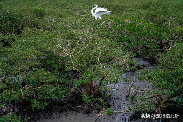 茂密森林中的王者——探尋王中王一肖的神秘魅力，森林王者揭秘，一肖的神秘魅力探尋