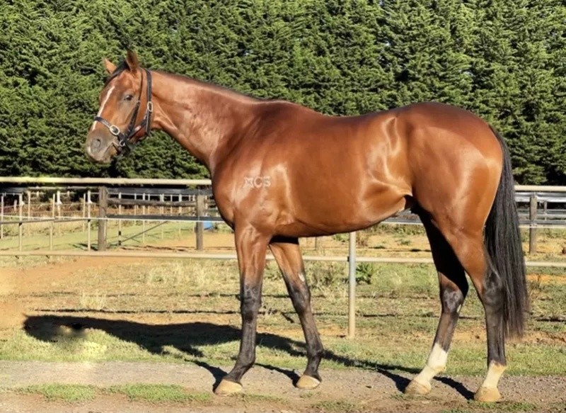 今晚澳門特馬開什么？今晚四不像的探討，今晚澳門特馬開彩結(jié)果及四不像探討