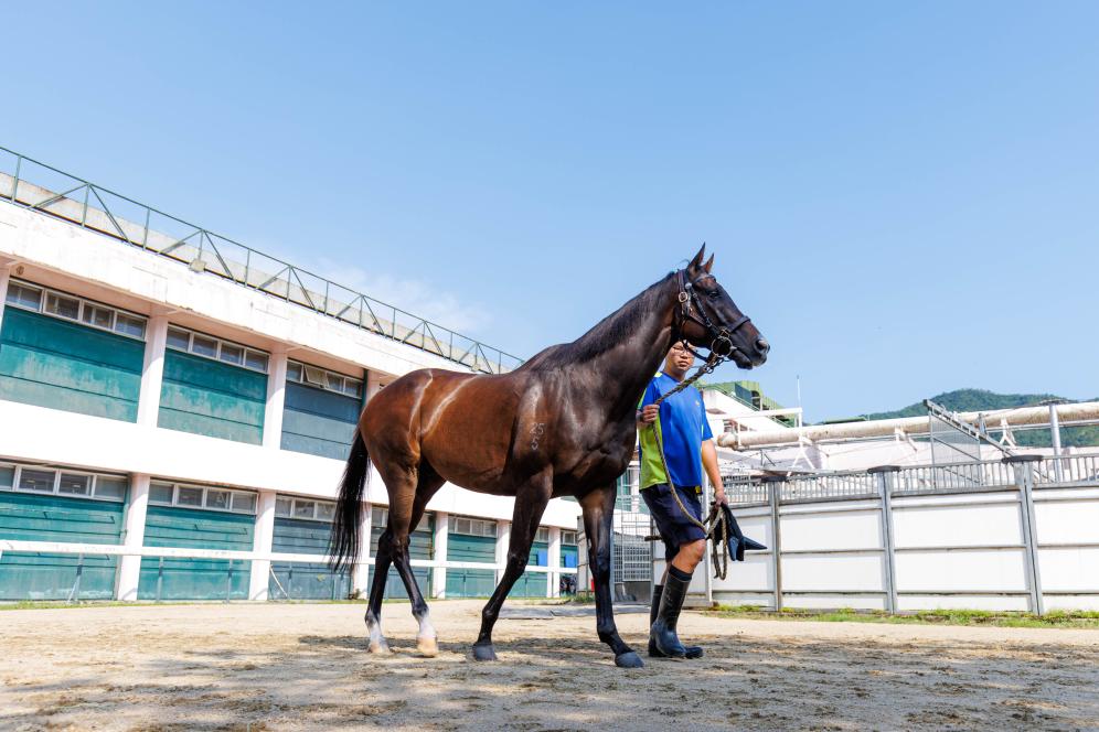 香港賽馬，77777與88888的激情碰撞，香港賽馬盛宴，激情碰撞的77777與88888對決