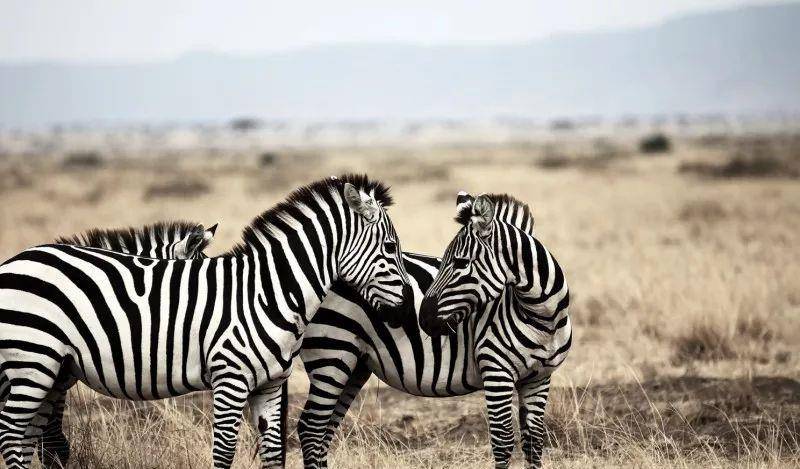 澳門一碼一肖一待一中四不像——揭開(kāi)神秘面紗下的真相，澳門神秘事件揭秘，一碼一肖一待一中四不像真相探索
