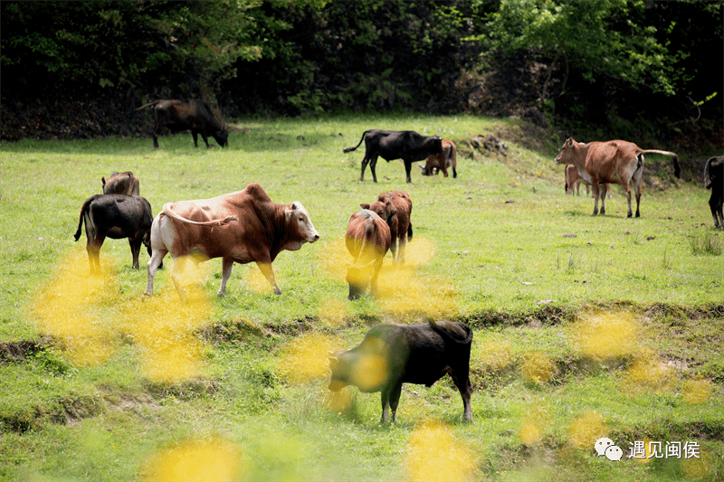 四不像圖王中王平知一肖——深度解析與探索，四不像圖王中王平知一肖，深度剖析與探索