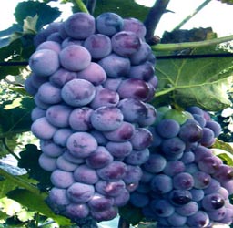 葡萄京王中王一肖，探索關(guān)鍵詞背后的故事，葡萄京王中王一肖，揭秘關(guān)鍵詞背后的傳奇故事